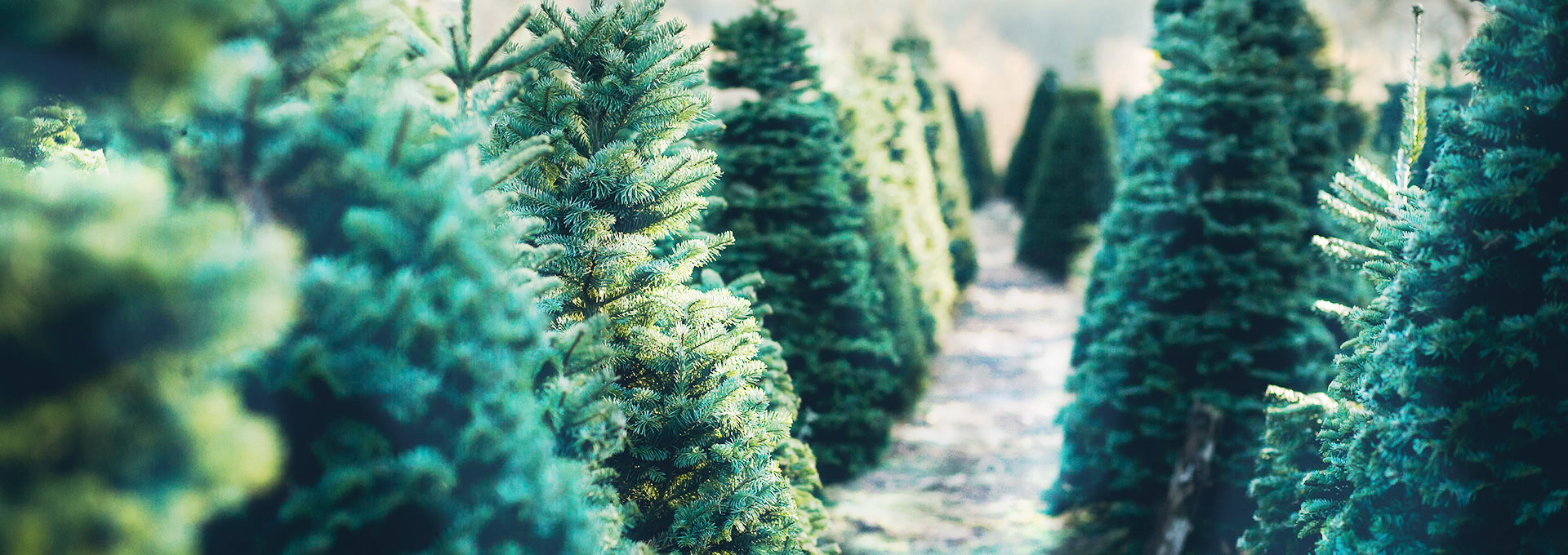Wholesale christmas deals trees